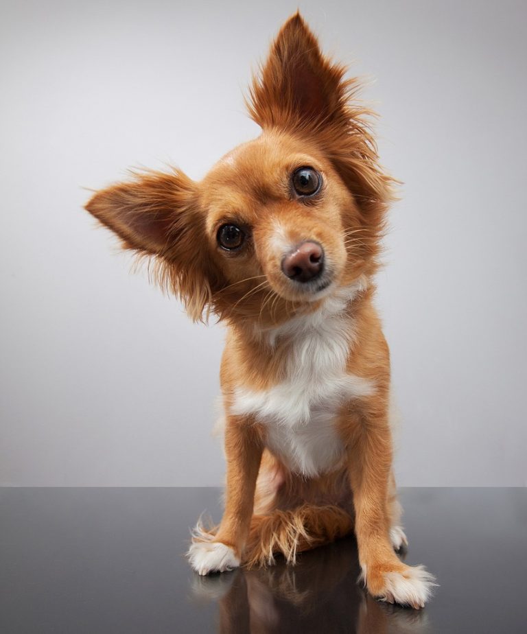 Yappy Days Doggy Daycare Rockingham - happy dogs in daycare at Rockingham